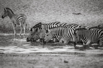 Stripey water, Botswana