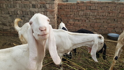 Fototapeta premium goat and calf