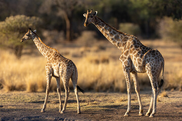 Mother and calf at the waterhole