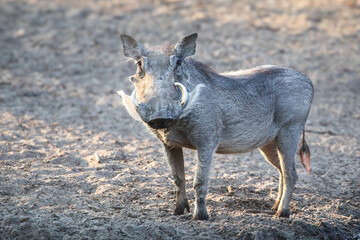 Look at my white moustache
