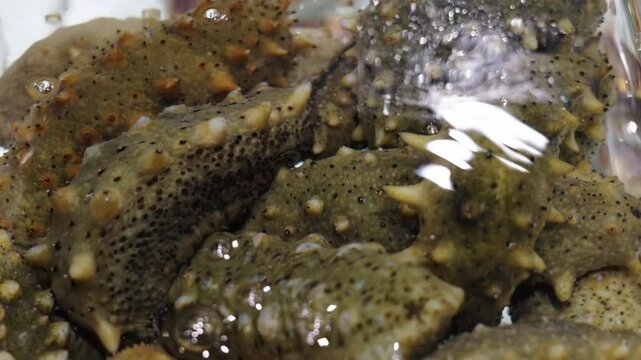 Sea cucumber trepang Stichopus japonicus in water.