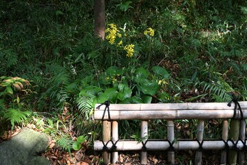 Japanese silver leaf (Farfugium japonocus) flowers.
Asreraceae evergreen perennial plants. Yellow...