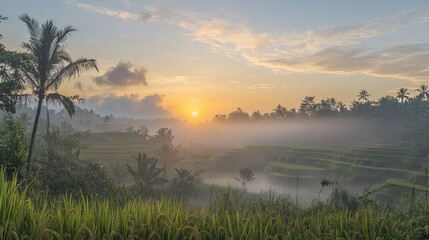 Fototapeta premium A serene sunrise over lush rice terraces, enveloped in mist, showcasing nature's beauty and tranquility.