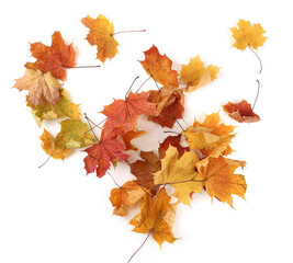 Autumn leaves background with copy space. Colorful leaves on ground with empty place isolated on white background, autumn concept.