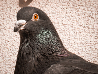 Close-Up of a Black Pigeon with Iridescent Feathers and Intense Gaze