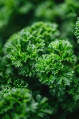 Fototapeta premium A detailed view of a group of green leaves and stems