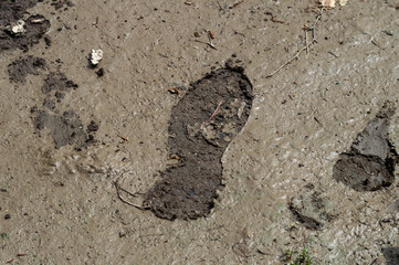 A muddy foot print is visible on the ground. The mud is thick and wet, and the foot print is large and deep. Concept of dirtiness and messiness
