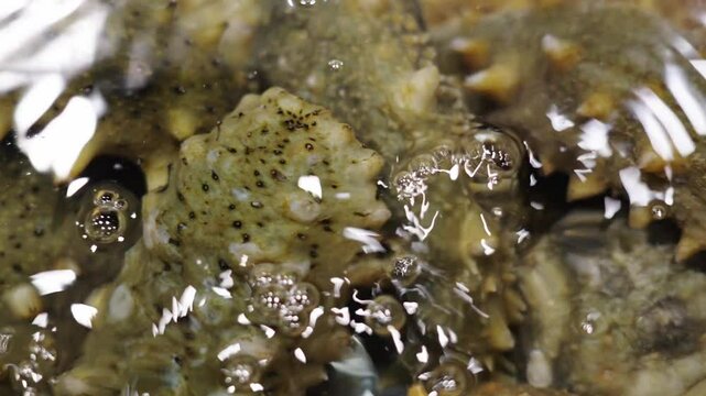 Sea cucumber trepang Stichopus japonicus in water.