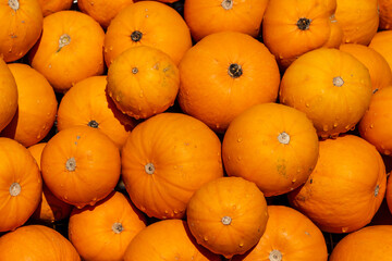 Beautiful pumpkins on a pile