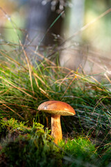 The chestnut boletus (Imleria badia) is a species of mushroom in the Boletaceae family. Macro shot of a single fungus hidden in the grass and moss on the forest floor in fall in Sauerland, Germany.