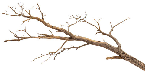 Obraz premium Dry branch of a tree isolated on white background, clipping path, full depth