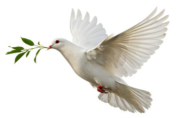 Fototapeta premium Flying White dove with an olive branch isolated on white background, clipping path, full depth of field