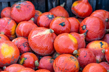 Beautiful orange Halloween pumpkins on a pile