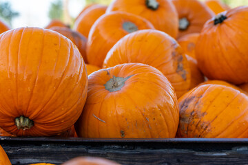 Beautiful Halloween pumpkins or red kuri squash 