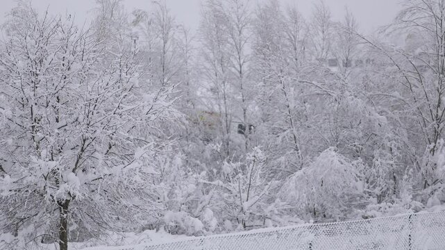 Wide shot of a snow-covered landscape, with trees blanketed in fresh snow under a cloudy sky