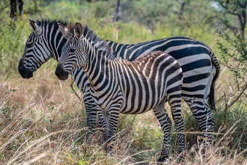 Zebras are standing together in a field filled, Akagera National Park Rwanda