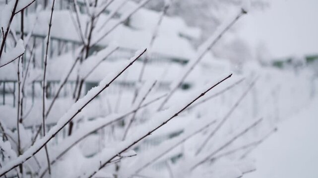 Close-up of snow on branches, emphasizing the intricate patterns of snow on delicate twigs