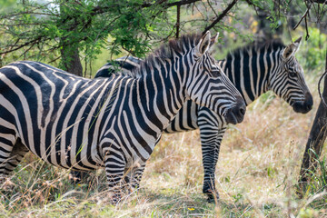 Zebras are standing together in a field filled, Akagera National Park Rwanda