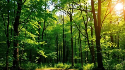 Fototapeta premium Sunlight filtering through the lush canopy of a green forest, casting beautiful rays of light on the forest floor, nature, green forest, vibrant
