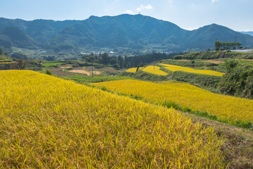 Rice field and Aso mountain background