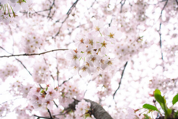 Obraz premium 桜