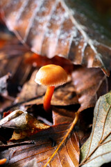 CLose up laccaria mushroom in autumn forest.