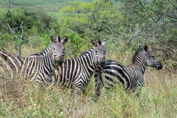 Zebras are standing together in a field filled, Akagera National Park Rwanda