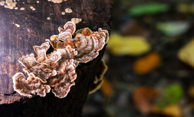 CLose up mushroom Bjerkandera adusta in autumn forest