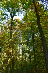 Fototapeta premium Buchenwald im Herbst