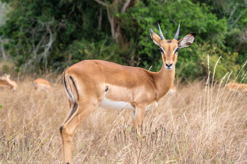 Thomson's gazelle, tommy antelope, Eudorcas thomsonii, Akagera National Park