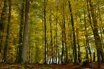 Obraz premium Buchenwald, Herbstfärbung, Herbststimmung