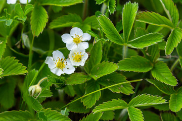 Rosaceae - Fragaria viridis Duch - srawberry close-up