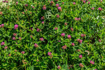 Obraz premium Wild red clover flower isolated Trifolium pratense, with green nature background