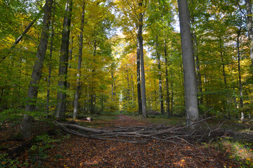 Buchenwald, Herbstfärbung, Herbststimmung