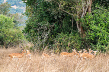 A herd of tommy antelope stands peacefully in a wide field with swaying trees