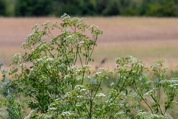 Selective focus of white flowers Cow Parsley in spring, Anthriscus sylvestris, Wild chervil or keck...