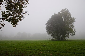 Autunno nel parco di Monza