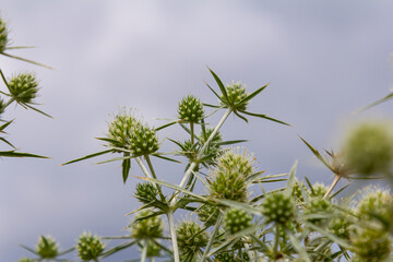 In the wild grows a thistle Eryngium Campestre, known as field eryngo. It is a species of Eryngium, which is used medicinally