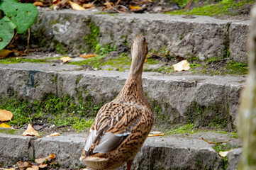 Ente geht eine Steintreppe hinauf