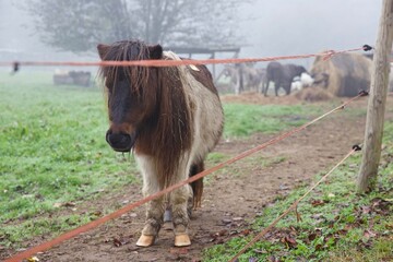 Animali nel parco di Monza in autunno.