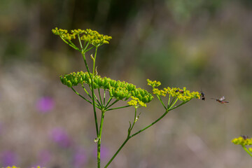 Close up of Wild Parsnip Pastinaca sativa yellow blossoms