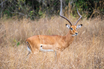 Fototapeta premium Thomson's gazelle, tommy antelope, Eudorcas thomsonii, Akagera National Park