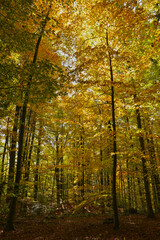 Buche,  Gemeine Buche,  Rot-Buche,  Fagus sylvatica L., Herbst