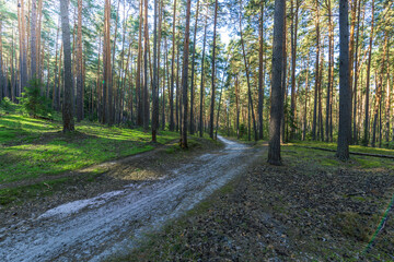 Obraz premium A dirt road in a forest with trees on both sides