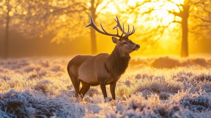 A graceful deer wandering through a frosty meadow at dawn, with delicate frost crystals coating the grass.