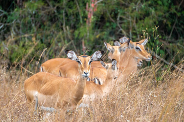 A herd of tommy antelope stands peacefully in a wide field with swaying trees