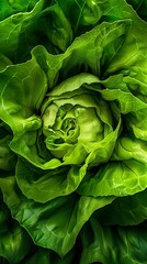 Obraz premium Close-Up of Fresh Green Lettuce Leaves: A Macro Photography View of Nature's Beauty