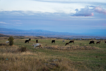 A group of small herd of cows in a field