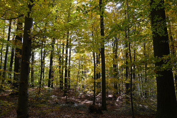 Buche,  Gemeine Buche,  Rot-Buche,  Fagus sylvatica L., Herbst