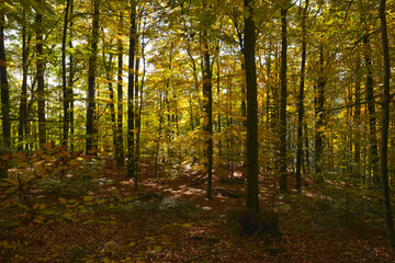 Buche,  Gemeine Buche,  Rot-Buche,  Fagus sylvatica L., Herbst